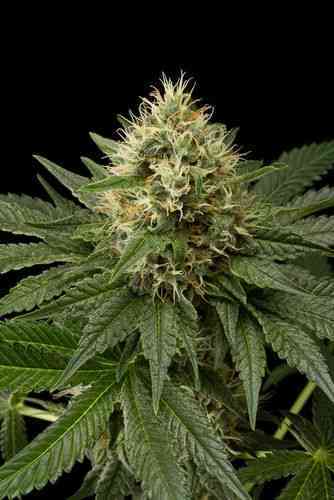 Dinachem > Dinafem Seeds | Feminisierte Hanfsamen  |  Sativa